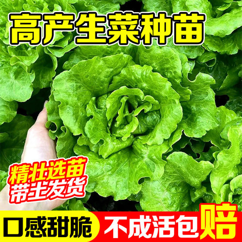 四季生菜苗带土秧苗紫叶奶油蔬菜
