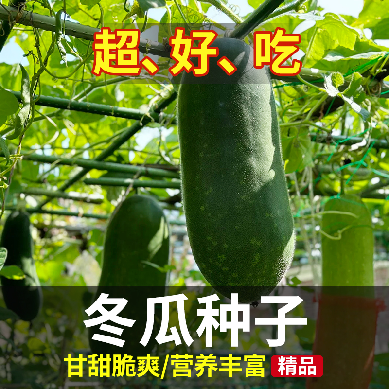 冬瓜种籽高产特大巨型白皮老品种