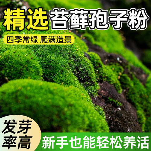 苔藓孢子粉鲜活青苔绿植永生苔藓