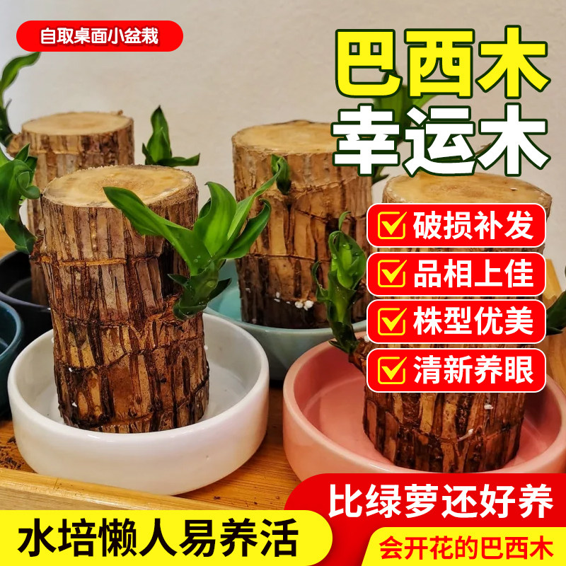 领沃巴西木盆栽幸运木四季水培养