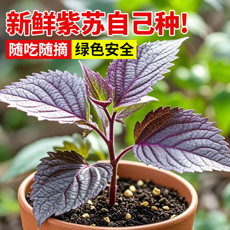 紫苏苗室外家用农家种植带土秧苗蔬菜苗盆栽四季播种可食用鲜活叶