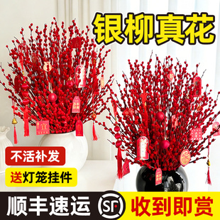 银柳鲜枝真花客厅摆件室内招财装饰耐寒年宵花束水培花卉盆栽植物