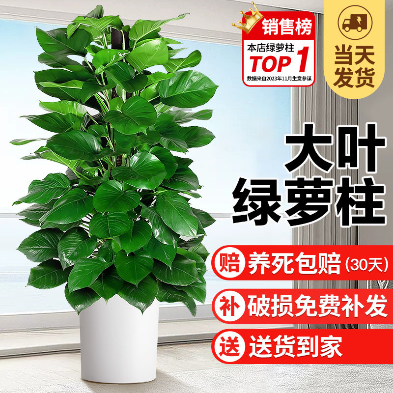 绿萝柱绿箩绿植室内盆栽植物吸甲醛大叶绿罗办公室花卉大盆景好养