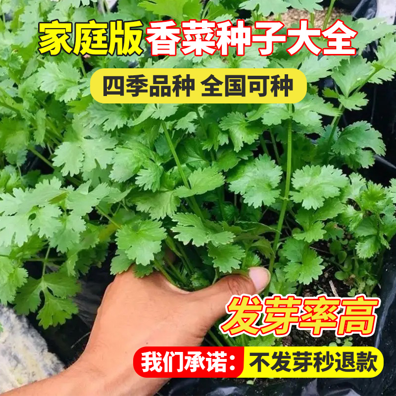 四季香菜籽种子家庭阳台大叶种子