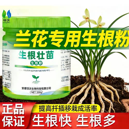 兰花专用生根粉多灵菌快速扦插