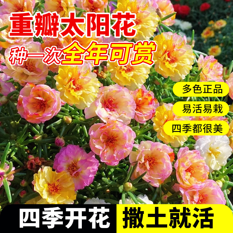太阳花重瓣混色种子凤仙花向日葵葫芦洋桔梗花种籽卉花籽阳台庭院