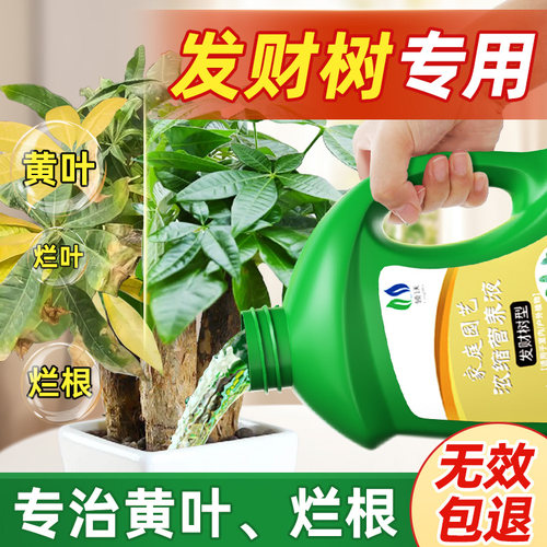 发财树黄叶枯叶烂根专用药
