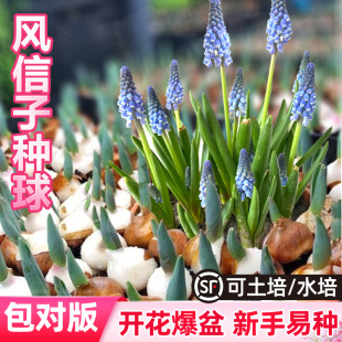 葡萄风信子种球水培植物种子种籽鲜花绿植植物盆栽官方旗舰店正品