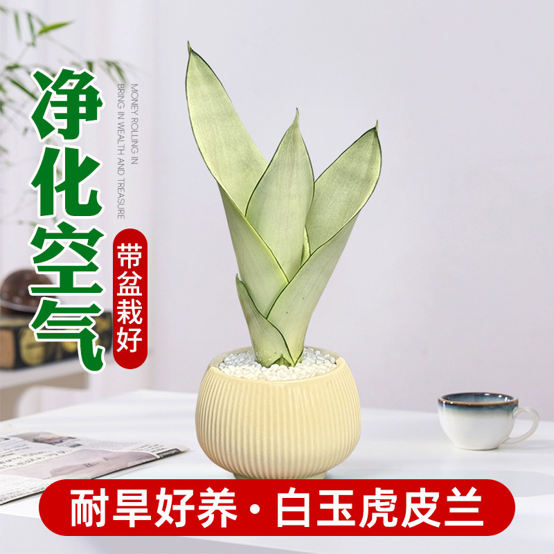 虎皮兰绿植盆栽办公室桌面植物耐阴好养白玉金边棒叶室内净化空气