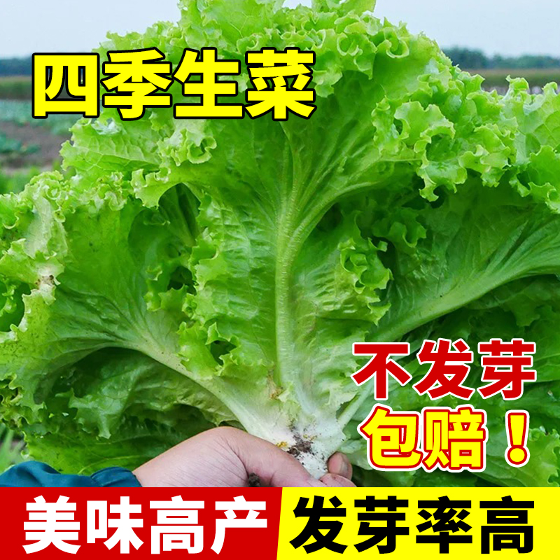 领沃蔬菜种子大全脆甜爽口可生吃