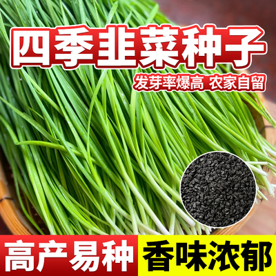 领沃四季播种韭菜种子耐热和耐寒