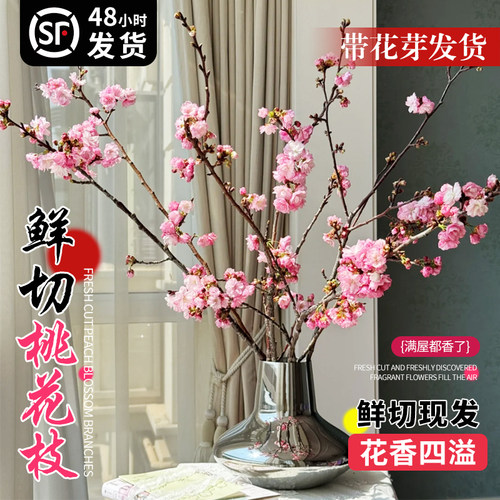 桃花红梅鲜枝水培鲜切带花苞春季