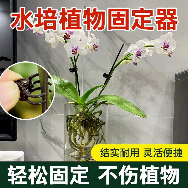 领沃水培植物固定器绿萝爬藤花草图片
