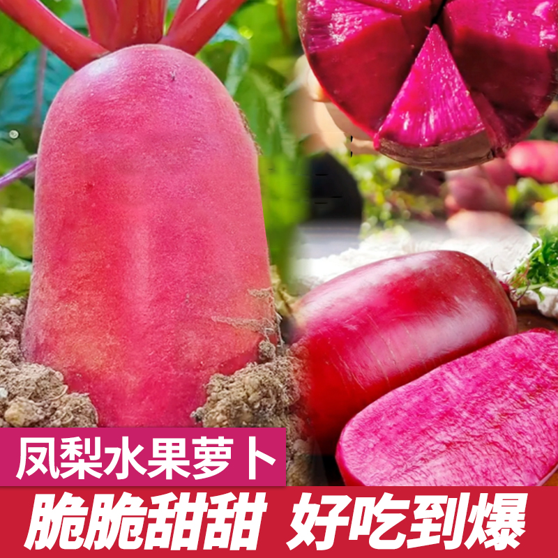 红心水果萝卜种籽阳台盆栽蔬菜种