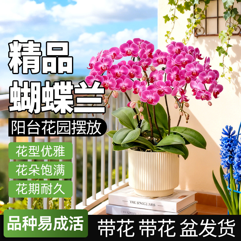 领沃蝴蝶兰阳台花园带花盆栽轻奢