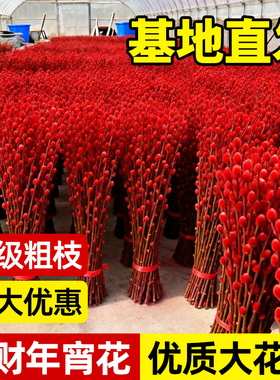 银柳真花鲜枝批发客厅摆件水培植物红色年宵花卉福桶室内装饰干花