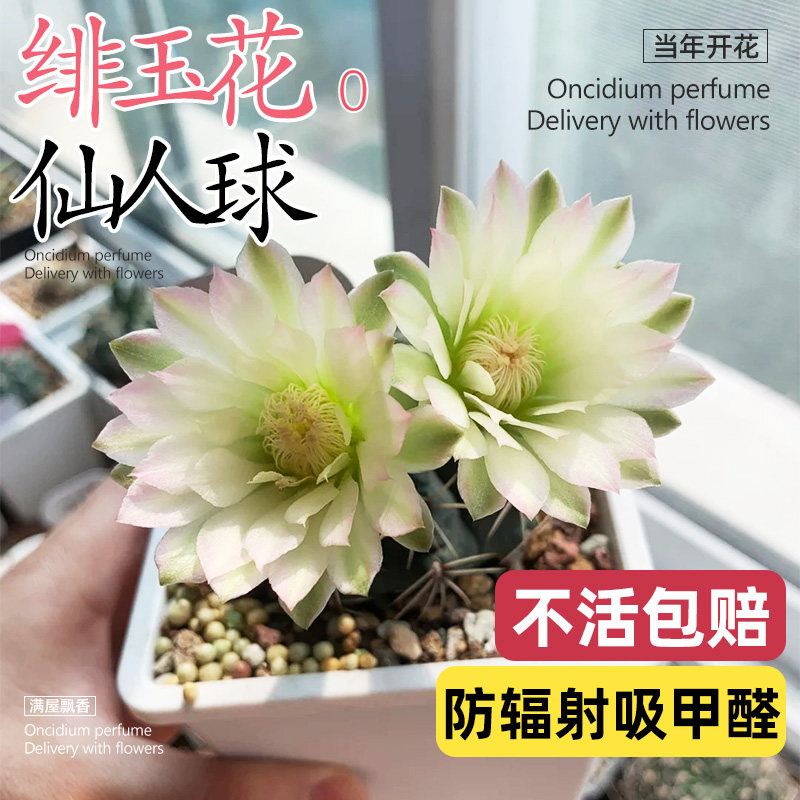 好活易养办公室桌摆净化空气图片