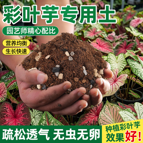 彩叶芋专用土天南科星泥炭颗粒土