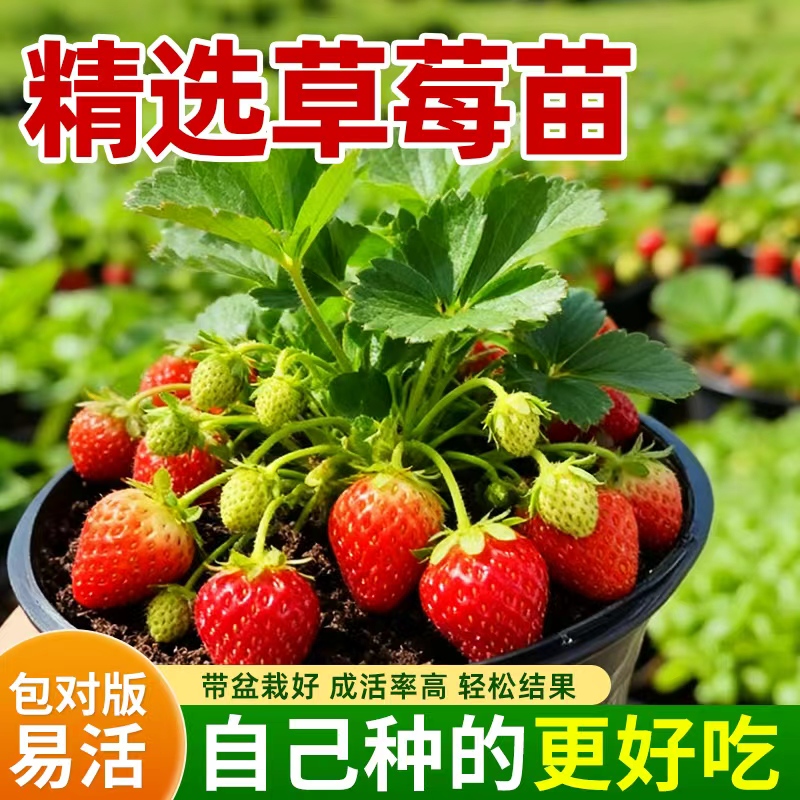 奶油草莓苗秧盆栽四季结果可食用