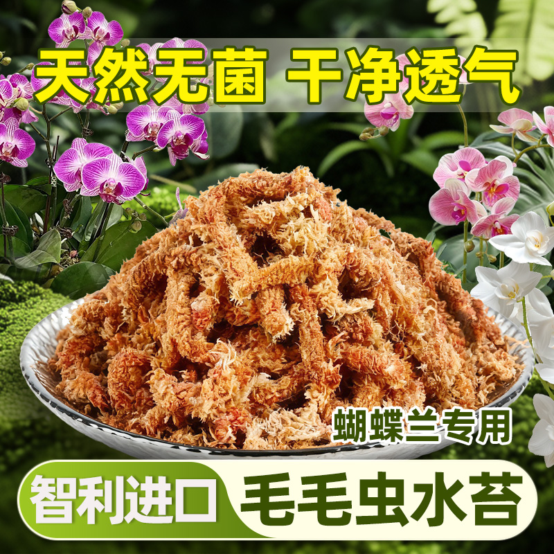 智利进口毛毛虫水苔蝴蝶兰专用七星干苔藓兰花植料养花通用营养土