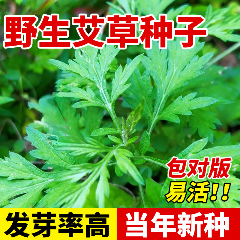 艾草种子正宗药用野生大叶驱蚊虫种籽阳台庭院盆栽四季种植易成活,鲜花速递/花卉仿真/绿植园艺,家庭园艺种子,淘宝优惠券,粉丝福利购,淘宝优惠卷