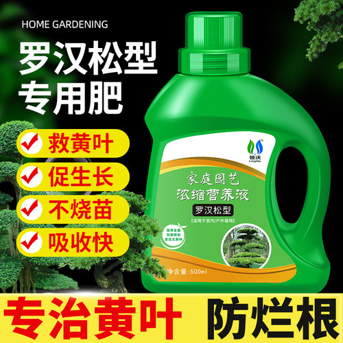 罗汉松造型松树盆景液体肥营养液