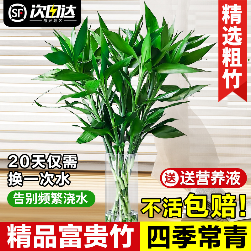 招财带根水养发财富贵竹室内客厅