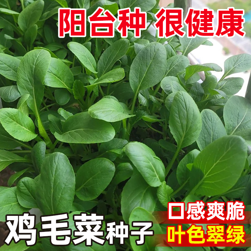 鸡毛菜菜籽种四季小白菜种子大全