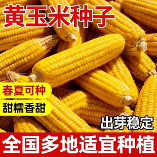 黄玉米种子优质高产官方旗舰店特大糯米新品早熟国审四季抗旱稳产