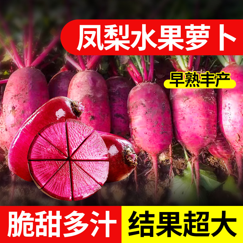 凤梨红心水果萝卜种子红皮红心生吃脆甜四季播种阳台盆栽蔬菜种孑