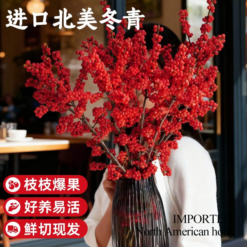 北美冬青红果鲜切花鲜花真花盆栽年宵养花卉室内水培植物四季常绿