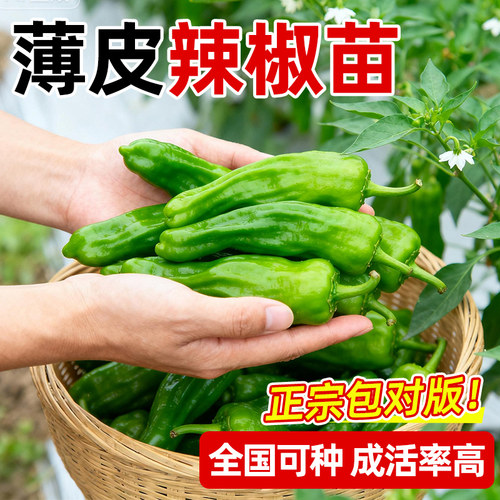 薄皮辣椒小米辣椒苗带土球高产