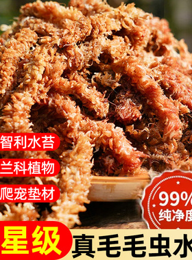 毛毛虫水苔智利进口七星干苔藓蝴蝶兰兰花植物专用土乌龟冬眠保湿