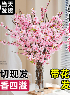 桃花鲜枝干枝水培鲜切带花苞红梅室内客厅水养绿植花卉办公室盆栽