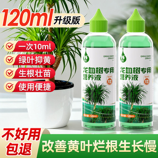 龙血树专用营养液改善黄叶烂根生长慢使用便捷生根壮苗室内盆栽
