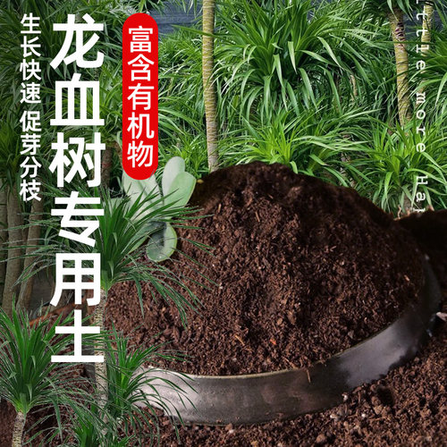 领沃龙血树专用营养土养花通用土