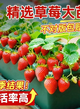 草莓苗秧原土原盆丹东99真红美玲红颜淡雪隋珠四季奶油草莓苗优质