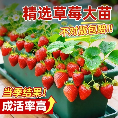 草莓苗秧四季结果品质多样包对版