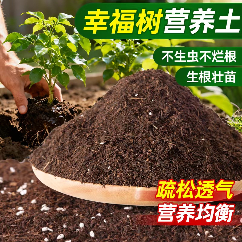 领沃幸福树专用营养土壤疏松透气