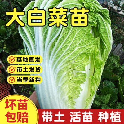 白菜苗包对版成活率高带土发货