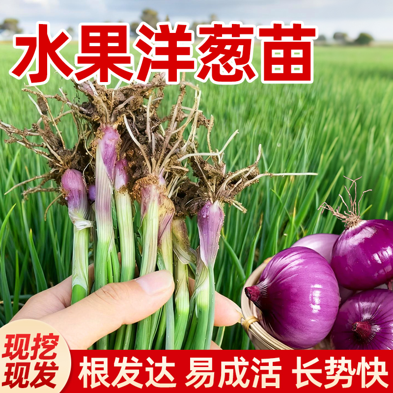 紫皮洋葱秧苗好养易活包对版带根