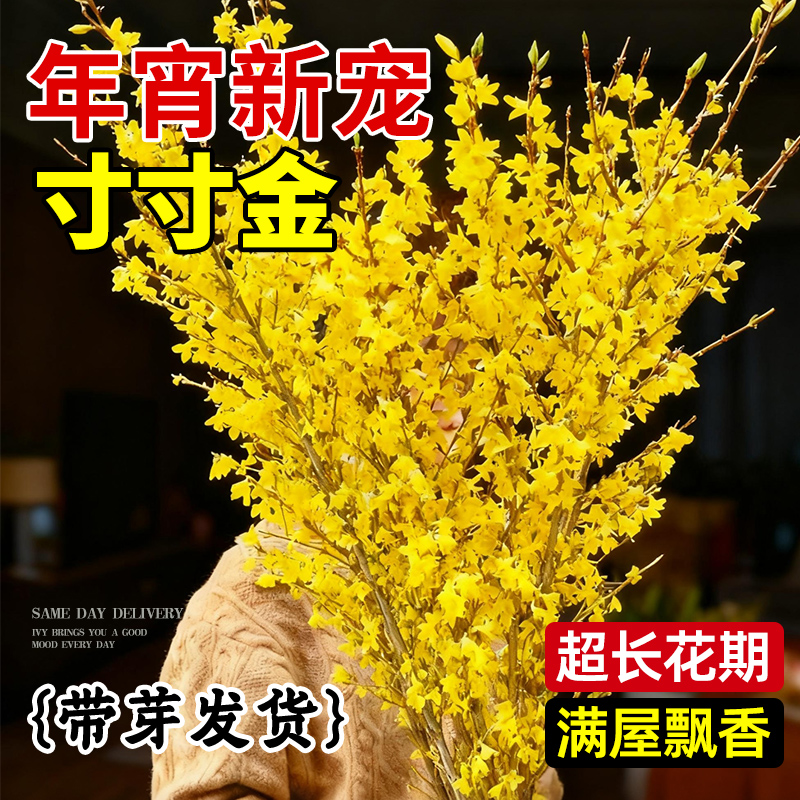 领沃寸寸金年宵花招财超长花期花