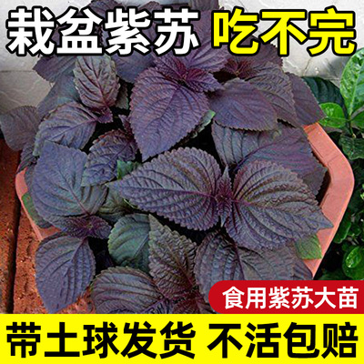 紫苏苗老品种带土发货大叶蔬菜苗
