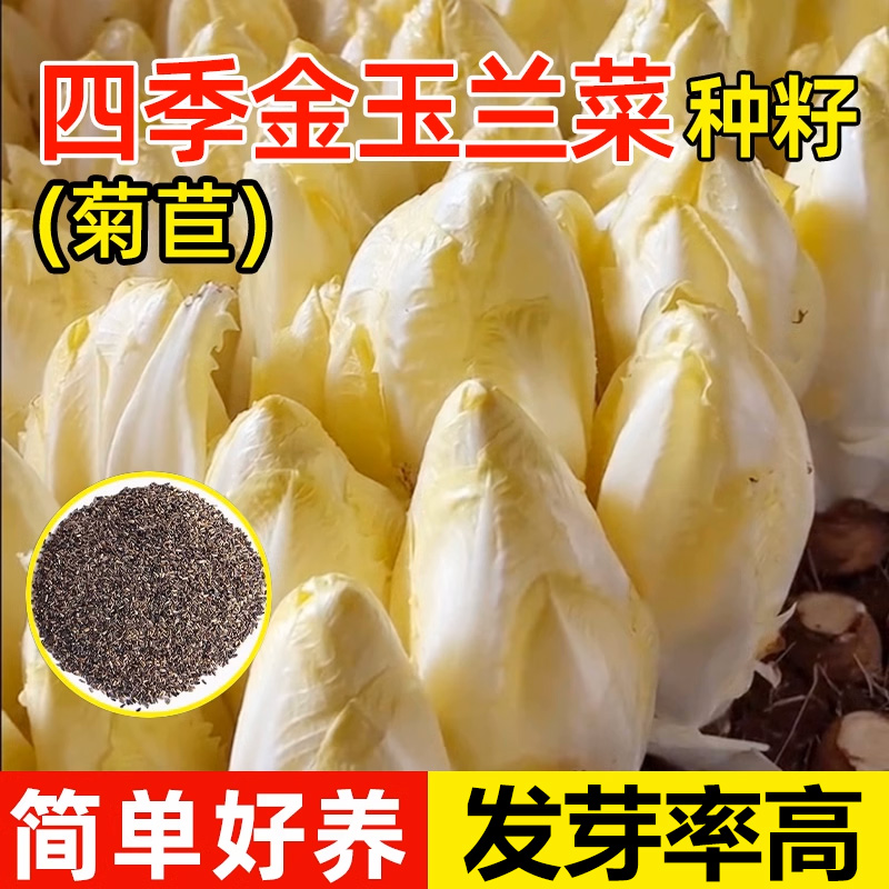 不开花金玉兰菜家庭阳台秋冬播种