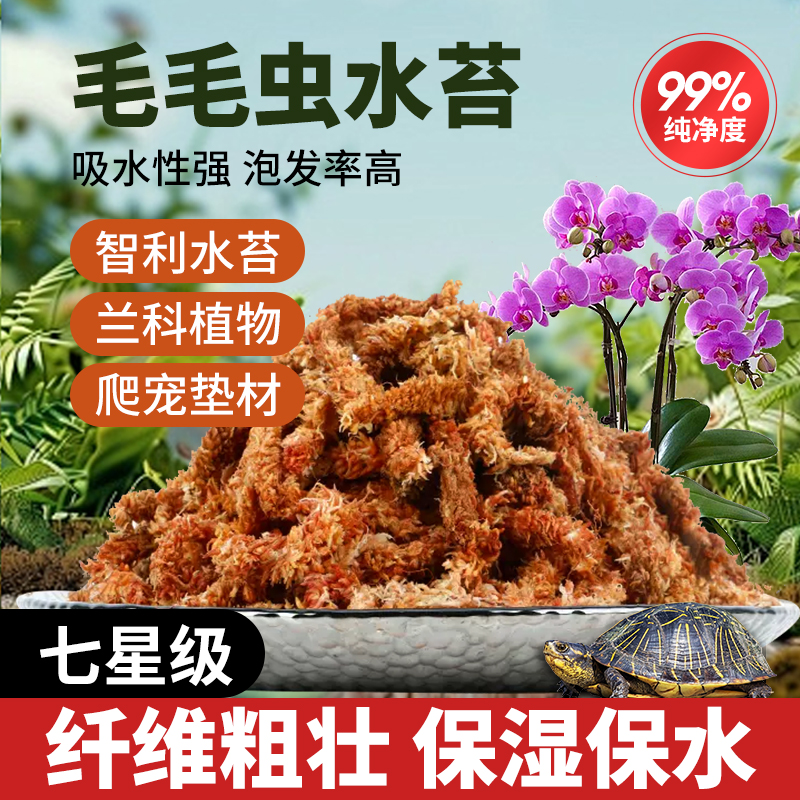毛毛虫水苔智利进口七星级蝴蝶兰兰花植物通用营养土乌龟冬眠苔藓