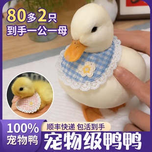 网红爆款小黄鸭跟人活宠物小黄鸭子幼崽鸭仔活物观赏鸭子顺丰包活