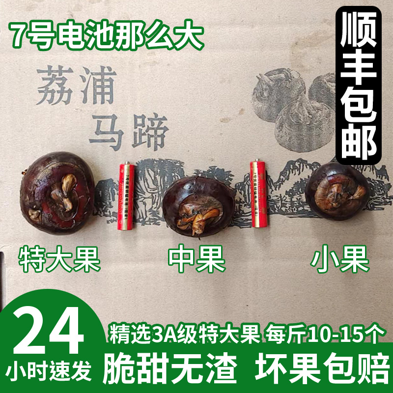 广西新鲜特大果荔浦马蹄5斤荸荠当季大地脆栗梨农家水果顺丰包邮