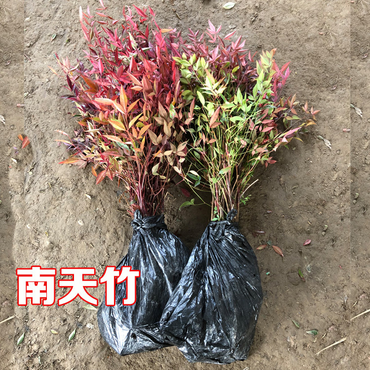 绿化树苗四季常绿南天竹 价格 怎么样 图片