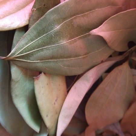 湖南邵阳香叶天然调料鱼香叶150g桂皮八角桂皮香叶特产调配料,粮油调味/速食/干货/烘焙,香辛料/干调类,淘宝优惠券,粉丝福利购,淘宝优惠卷