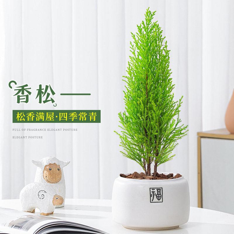 香松盆栽办公室内外金冠柏绿植四季常青圣诞树观叶小植物网红花卉